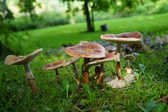 Camp Woodbury mushrooms