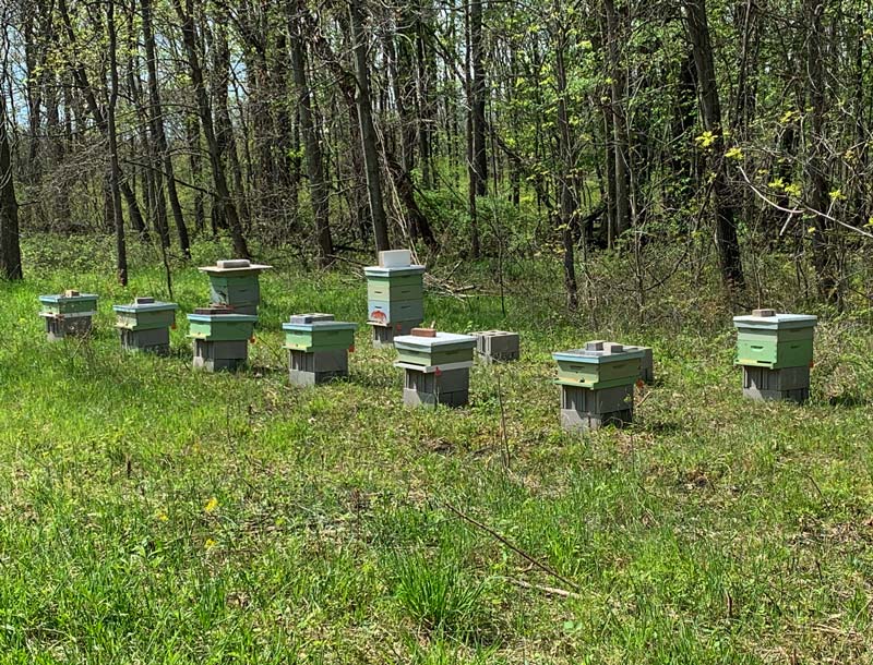 Bee boxes
